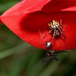 Prédateur au travail. ?מה שלום הארוחה